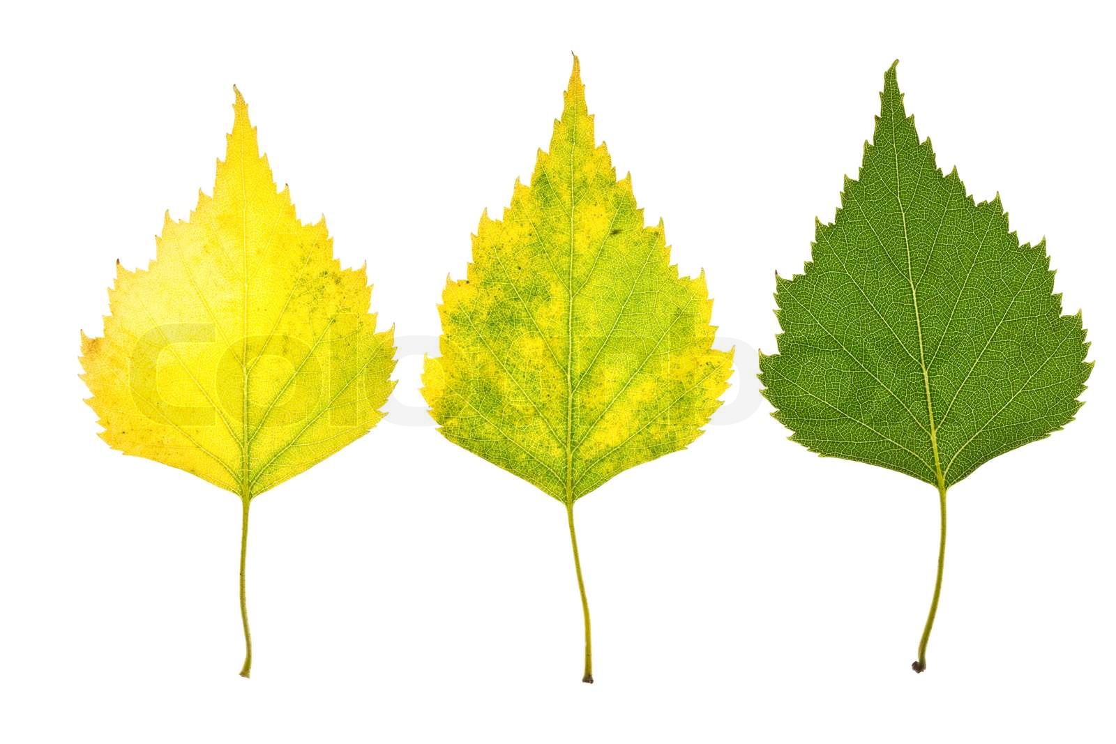 autumn birch leaves Stock image Colourbox