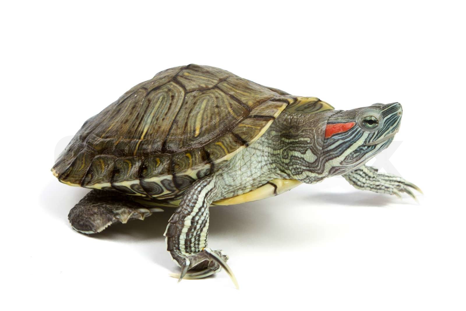 Lustige grüne Schildkröte | Stock Bild | Colourbox