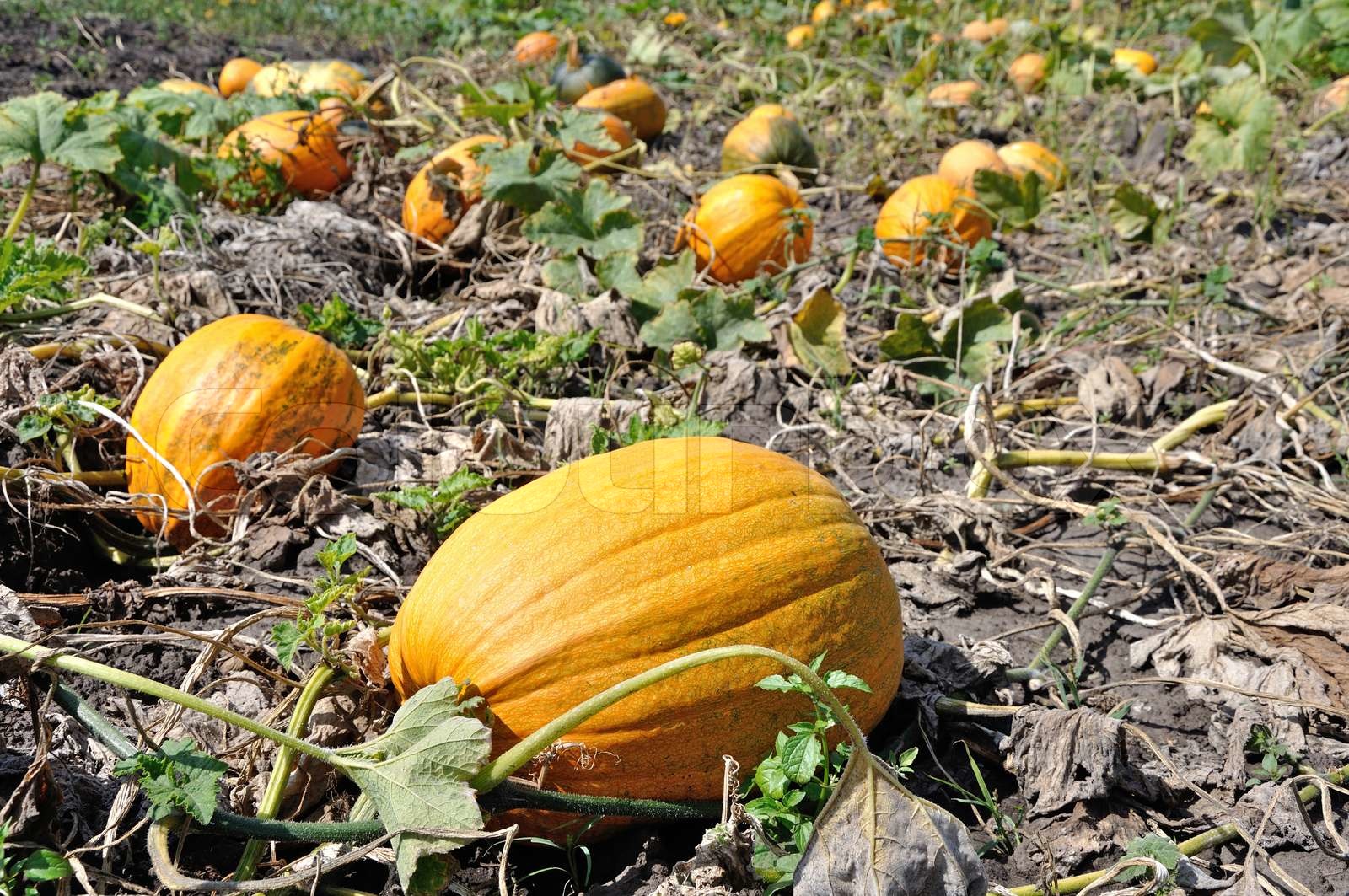 gelbe Kürbisse | Stock Bild | Colourbox