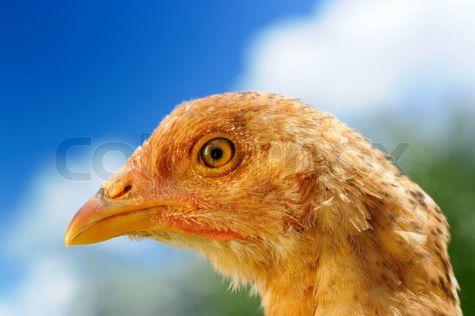 Young Red Chicken CloseUp Stock image Colourbox