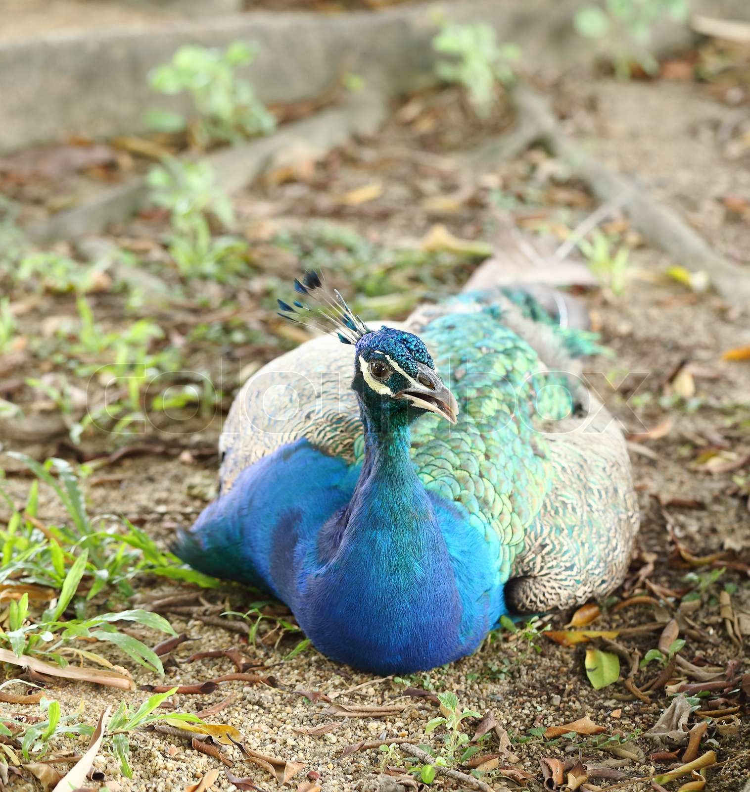 42+ Pfau Im Garten Was Tun, Was kann ich tun, um sie wiederzufinden (