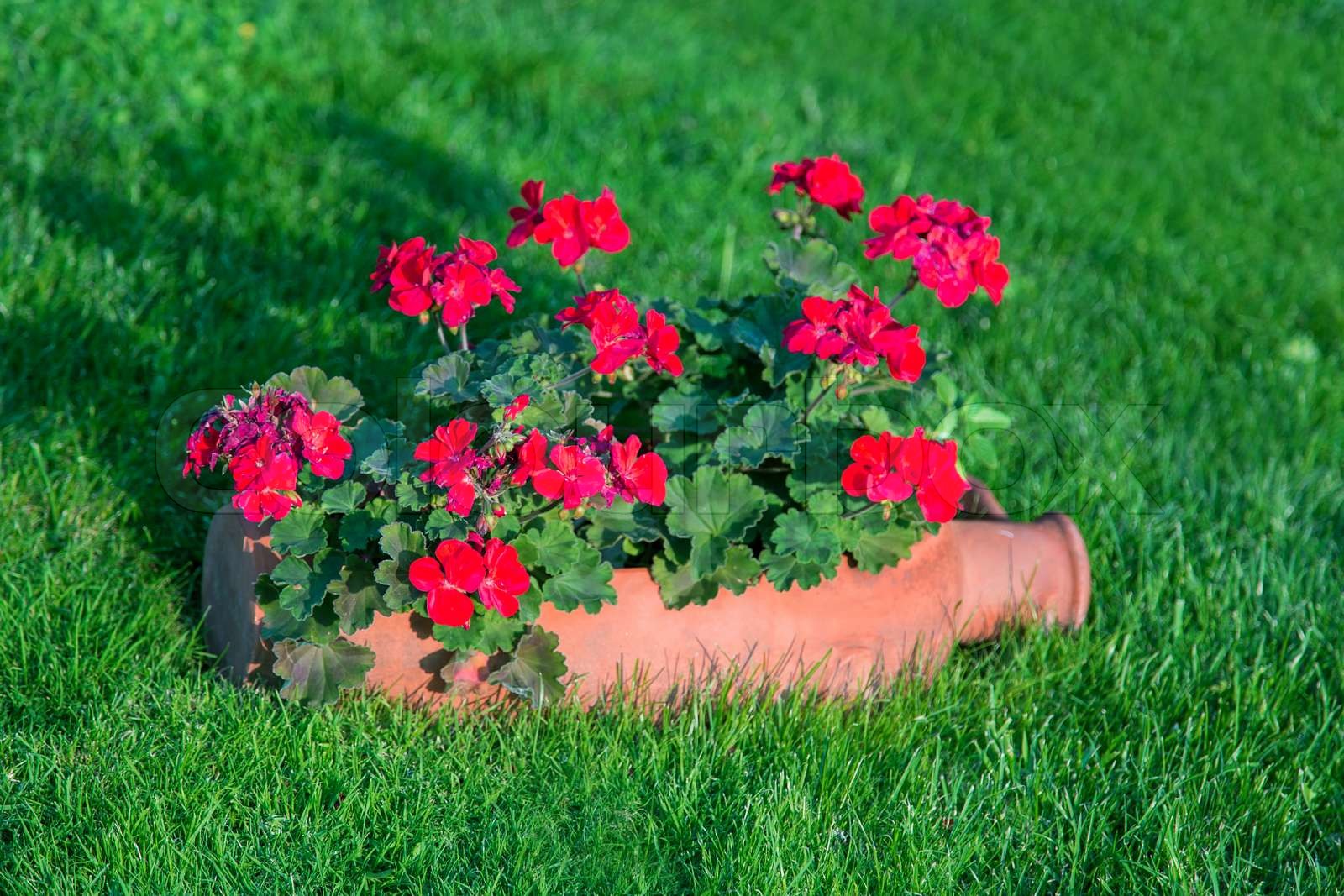 Blumentopf | Stock Bild | Colourbox