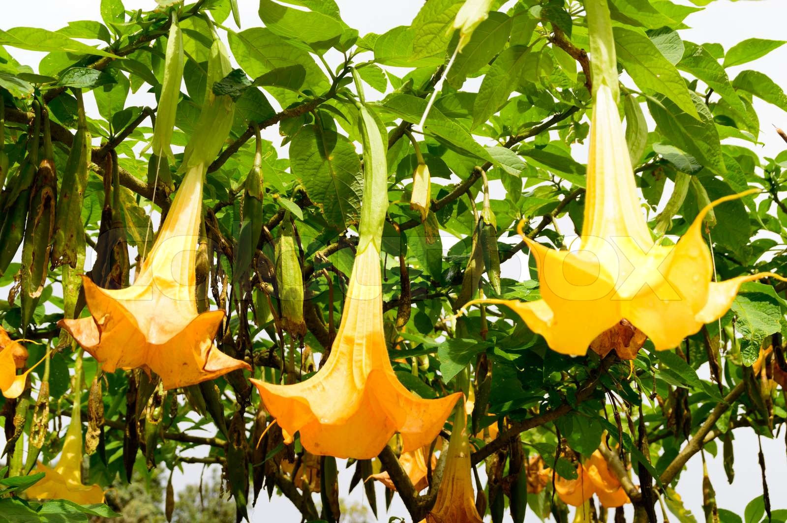 yellow datura flowers hanging in garden | Stock image | Colourbox