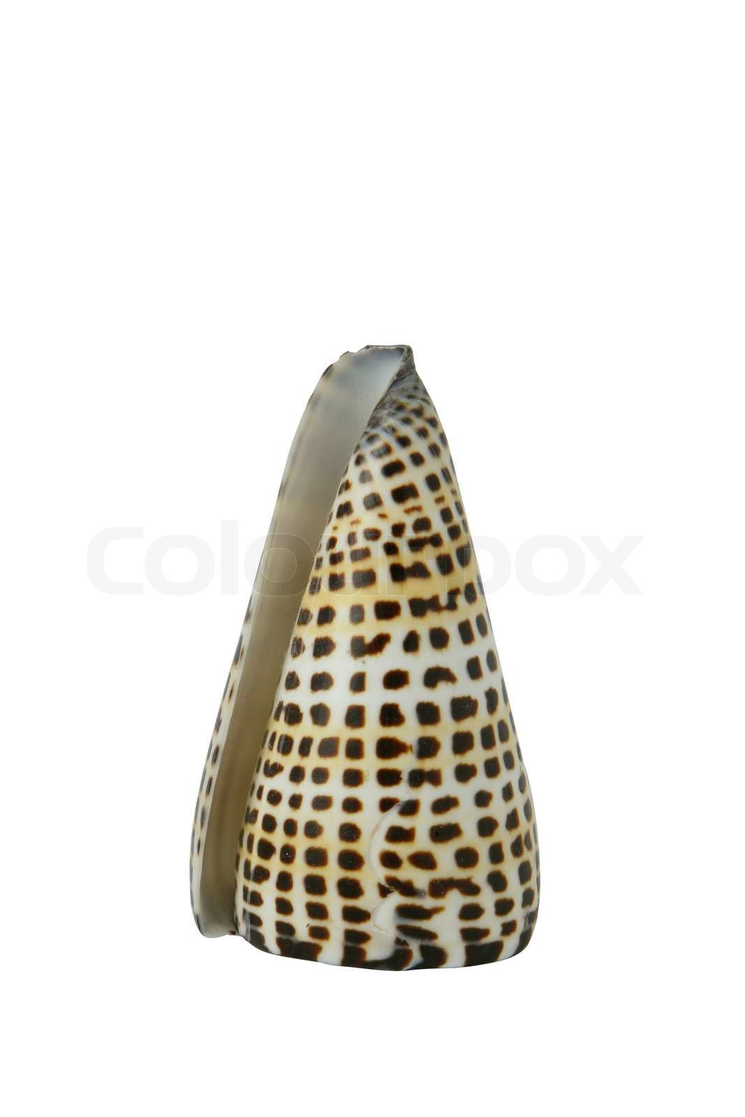 Tiger shell | Stock image | Colourbox