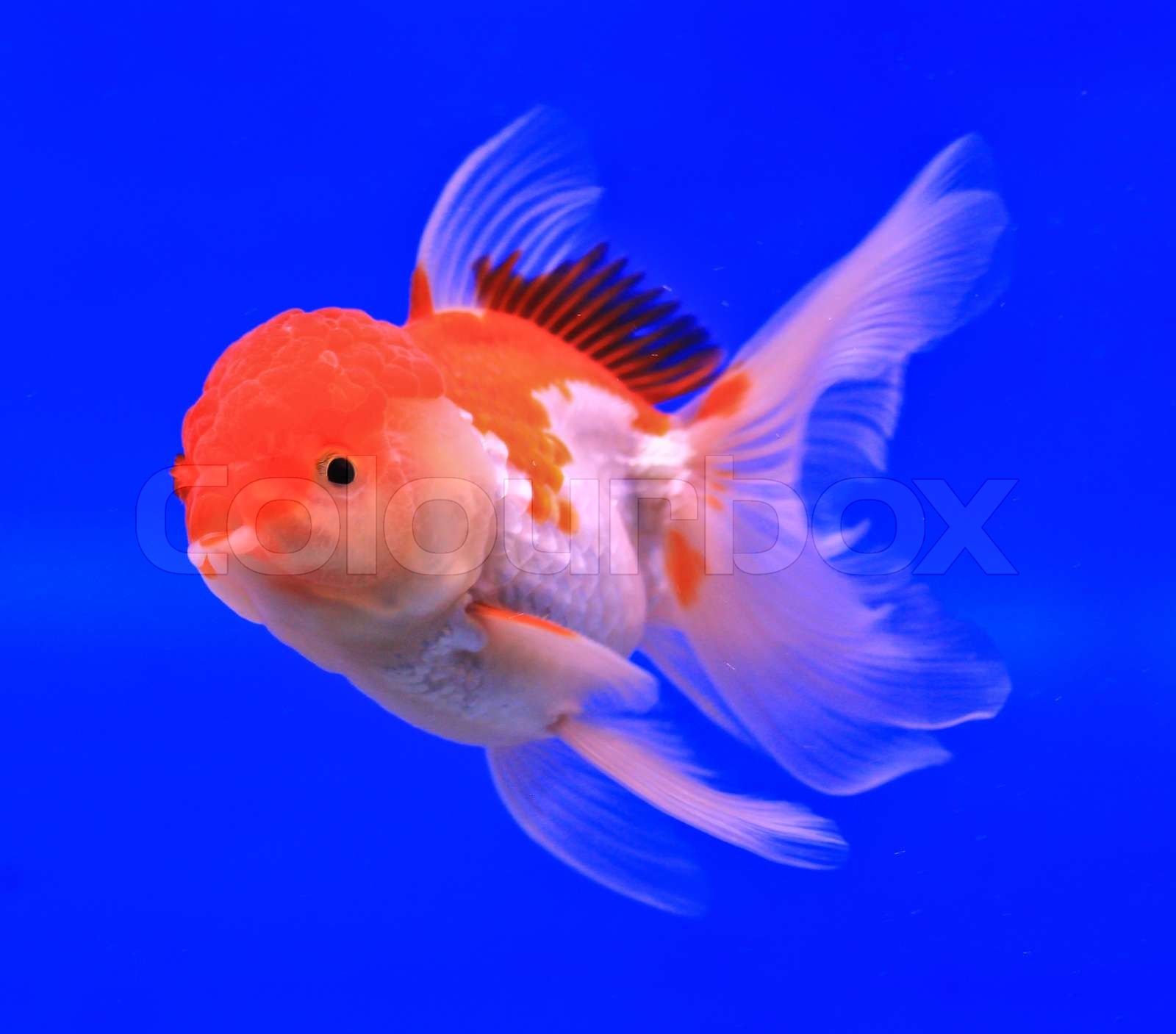 Thumbnail for Goldfish Home Silicone Exposed Display Valuable