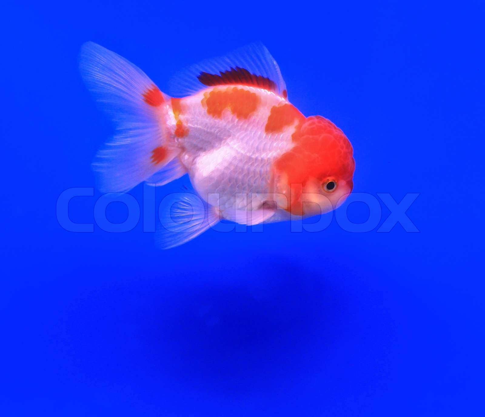 Goldfish In A Glass Cabinet Stock Image Colourbox