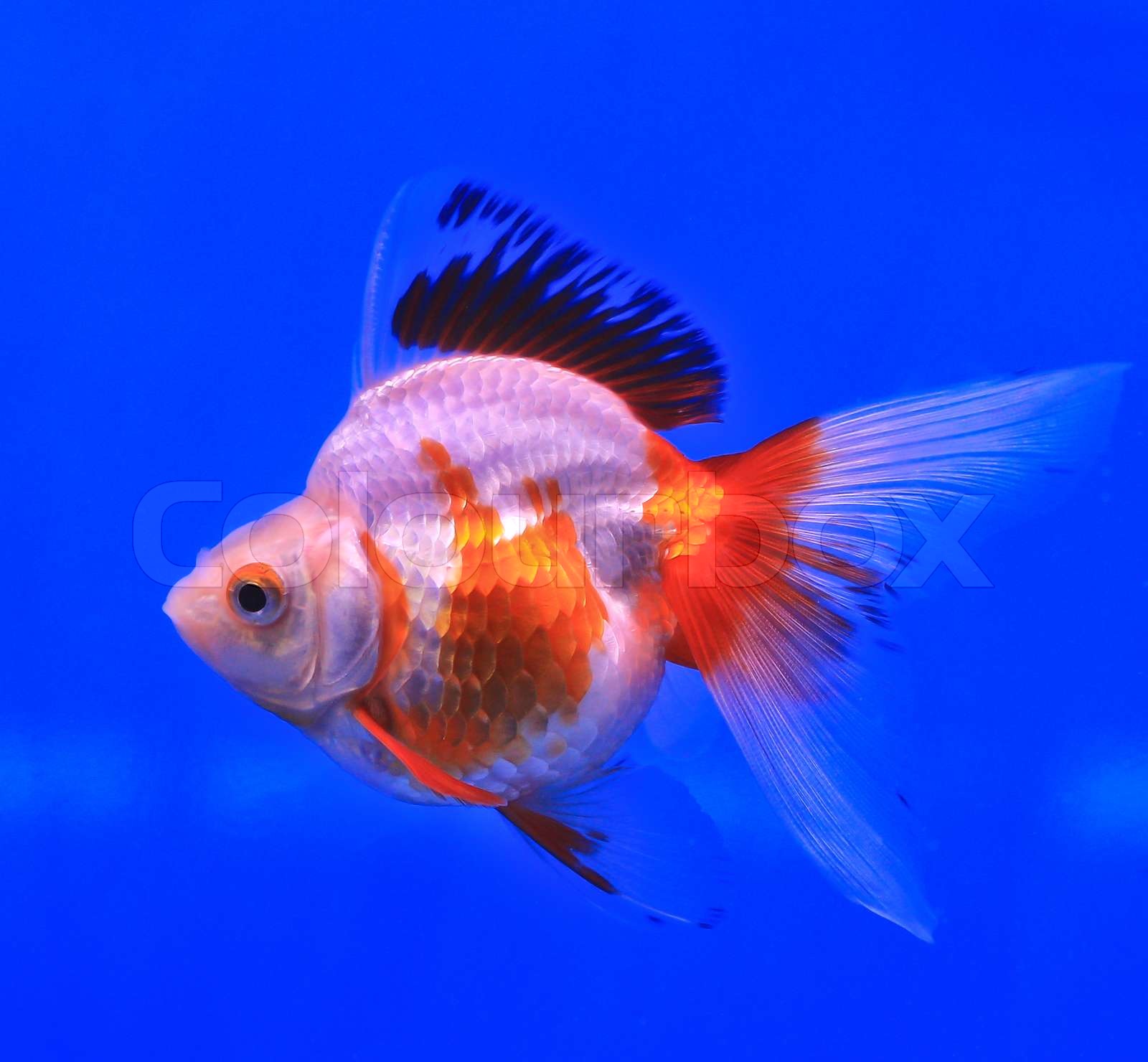 Goldfish In A Glass Cabinet Stock Image Colourbox