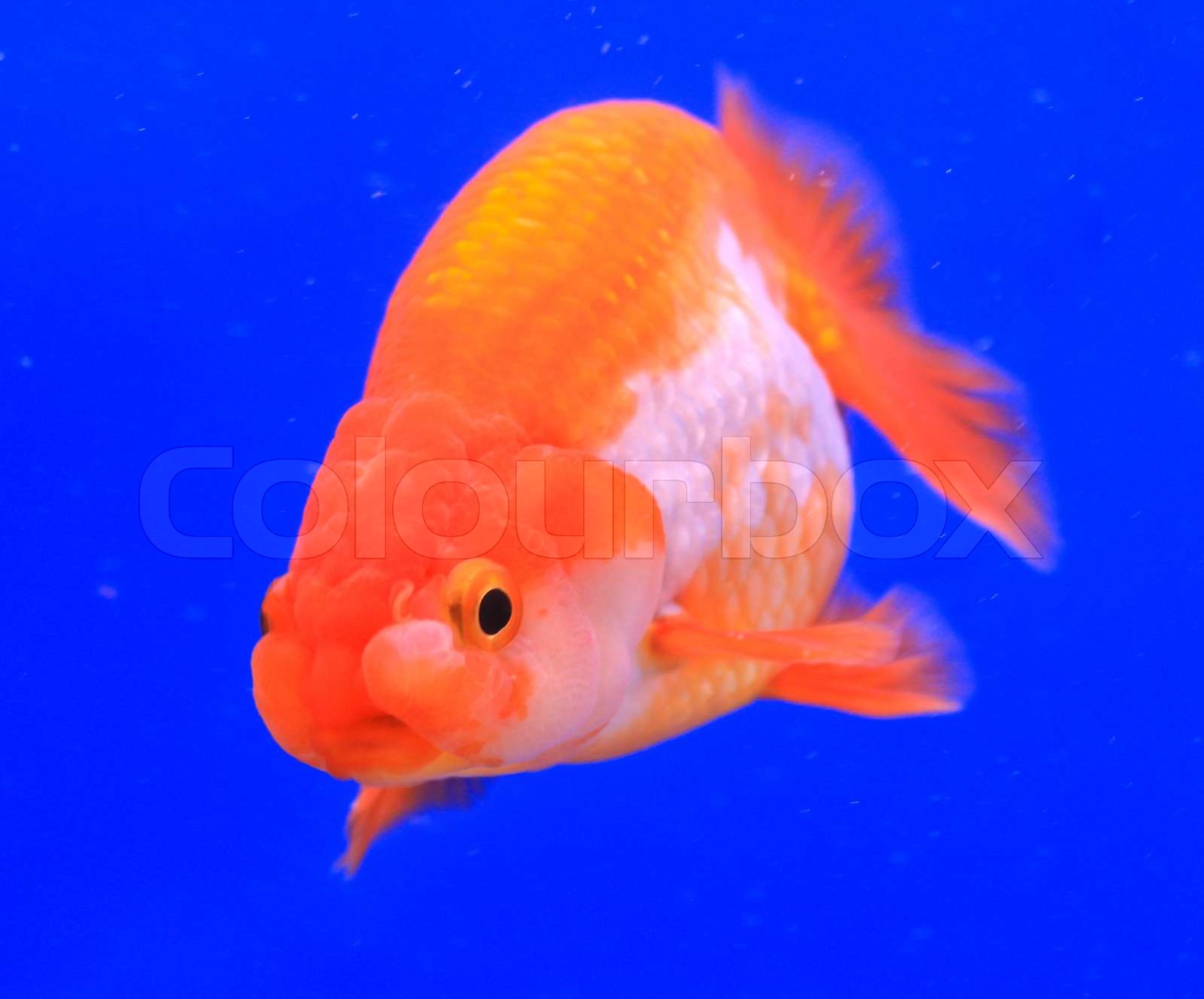 Goldfish In A Glass Cabinet Stock Image Colourbox