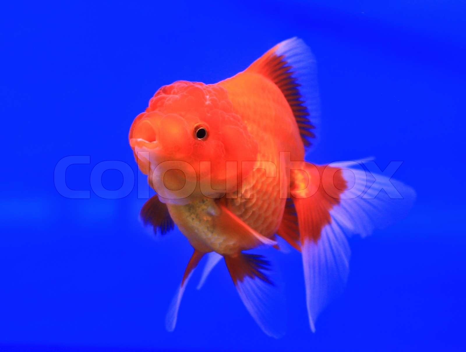 Goldfish In A Glass Cabinet Stock Image Colourbox