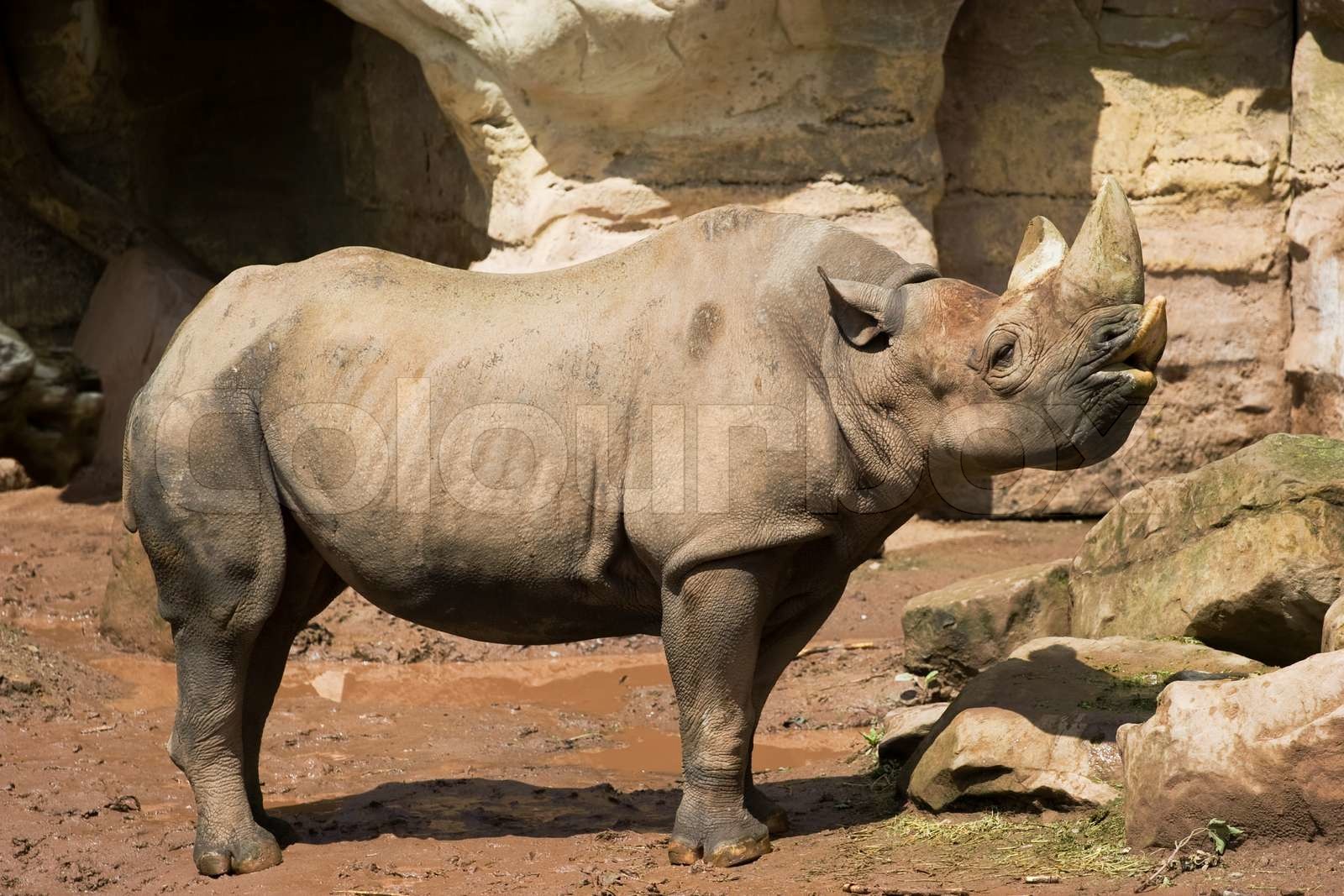 Nashorn im Zoo | Stock Bild | Colourbox