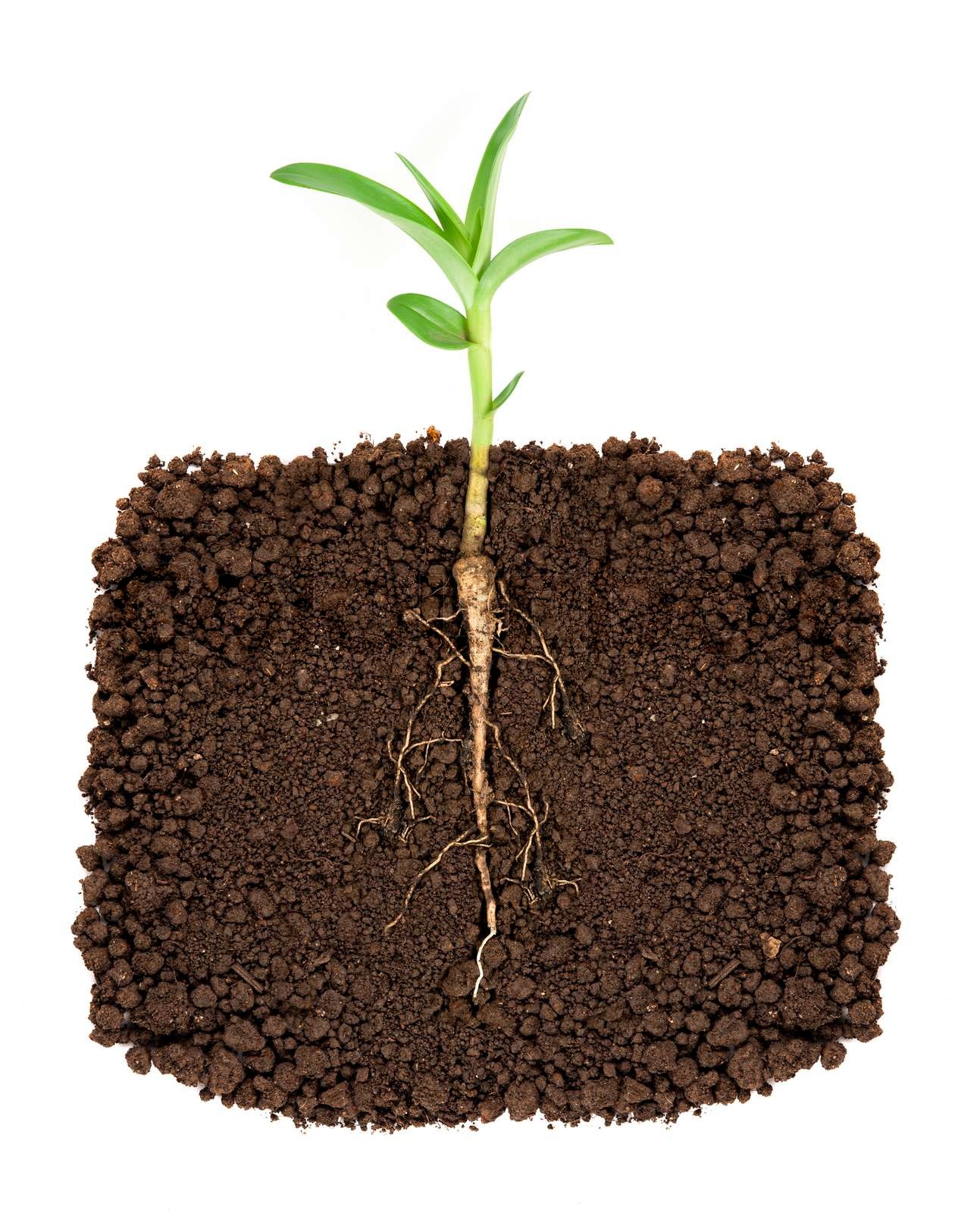 Growing plant with underground root visible Stock image Colourbox