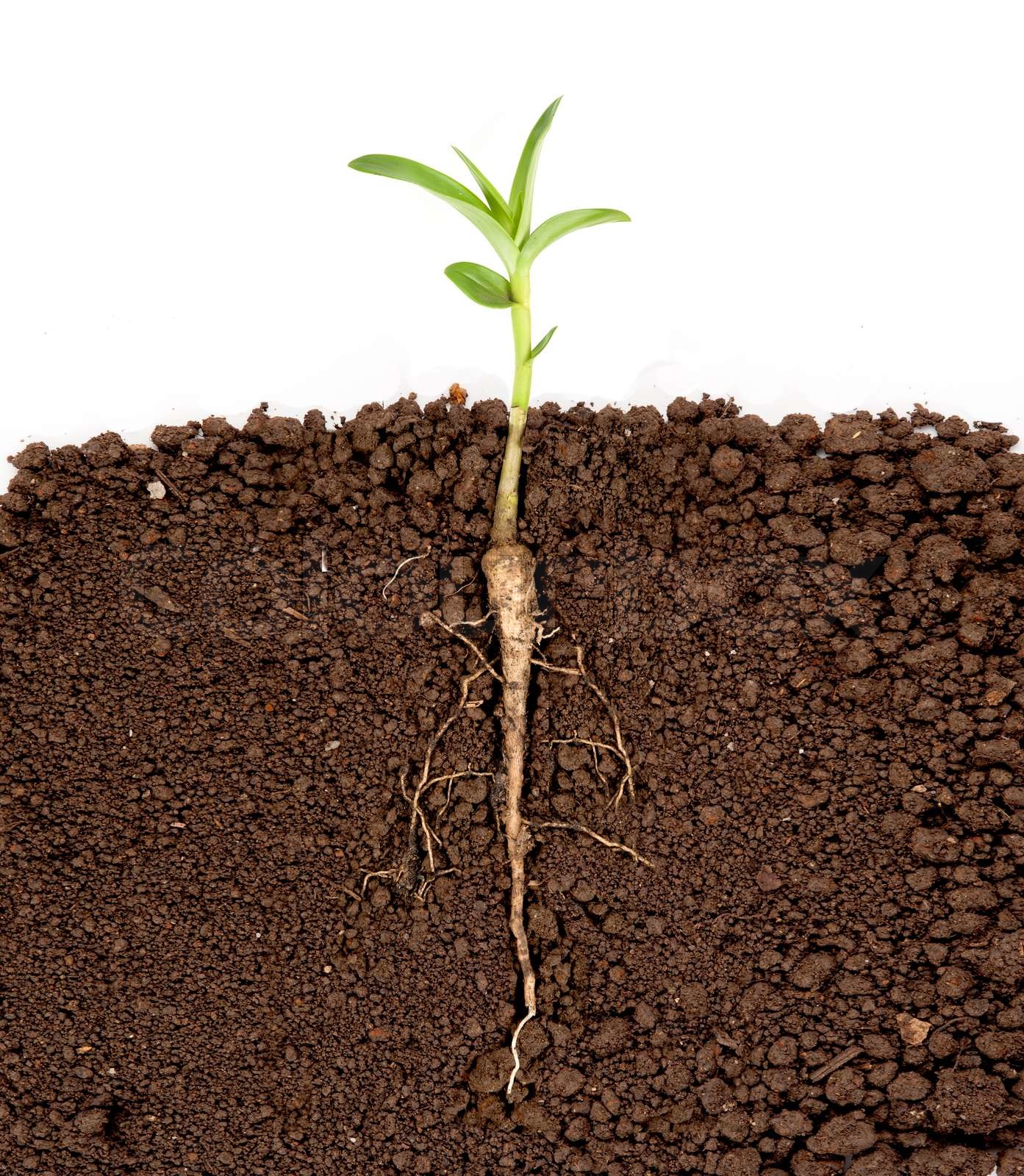 Growing Plant With Underground Root Visible Stock Image Colourbox