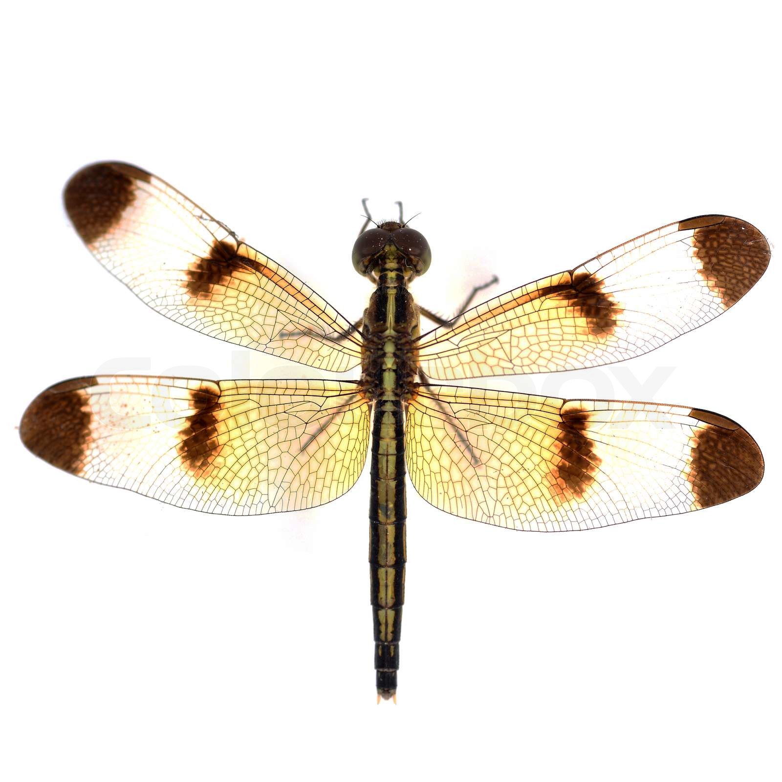 Libelle | Stock Bild | Colourbox