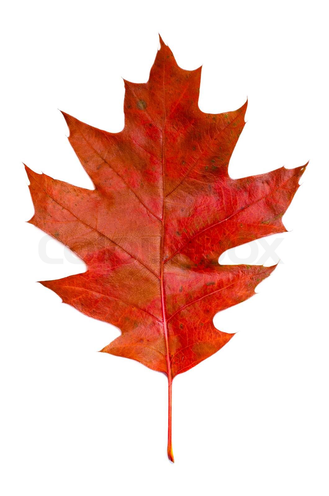 egeblad | Stock foto | Colourbox