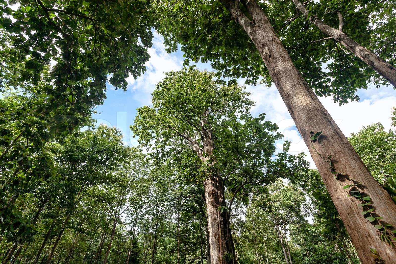 teak tree | Stock image | Colourbox