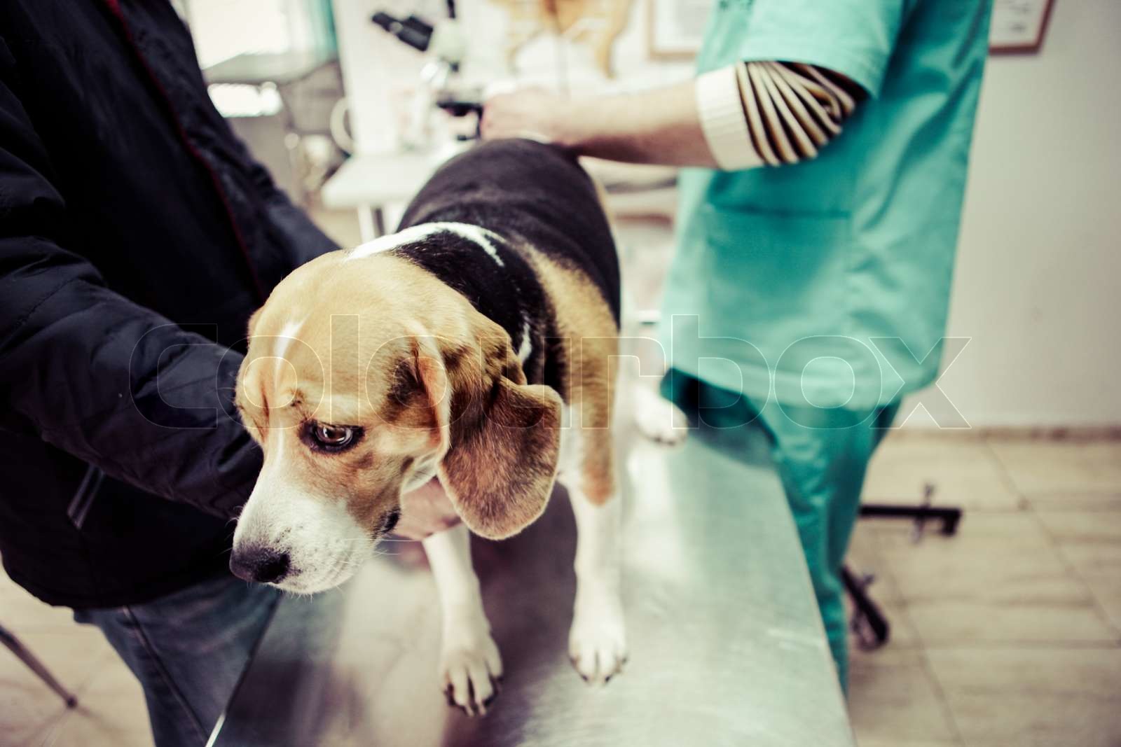 Hund beim Tierarzt in der Chirurgie Vorbereitung Zimmer Stock Bild Colourbox