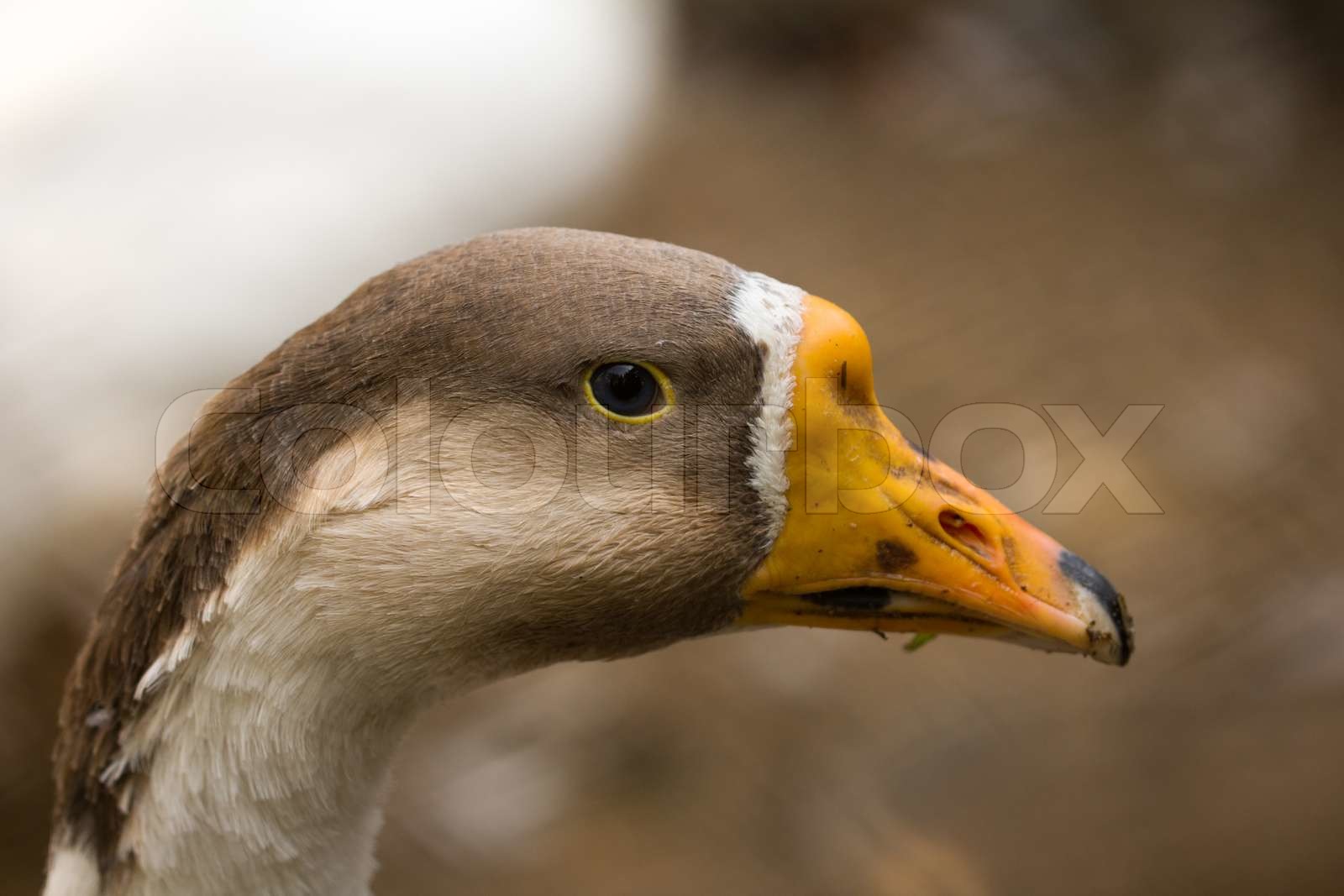 Porträt einer Gans Stock Bild Colourbox
