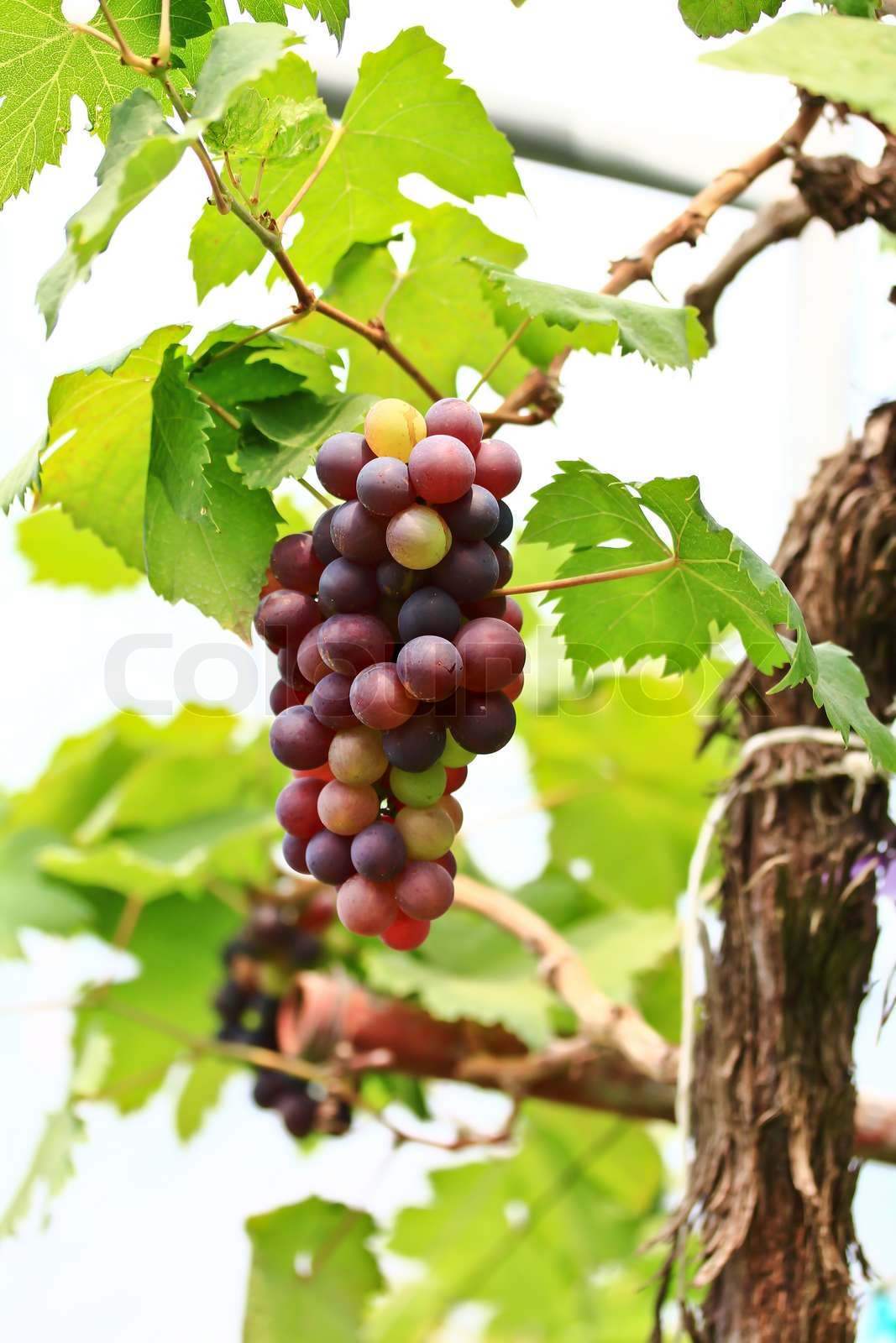Rote Trauben Stock Bild Colourbox