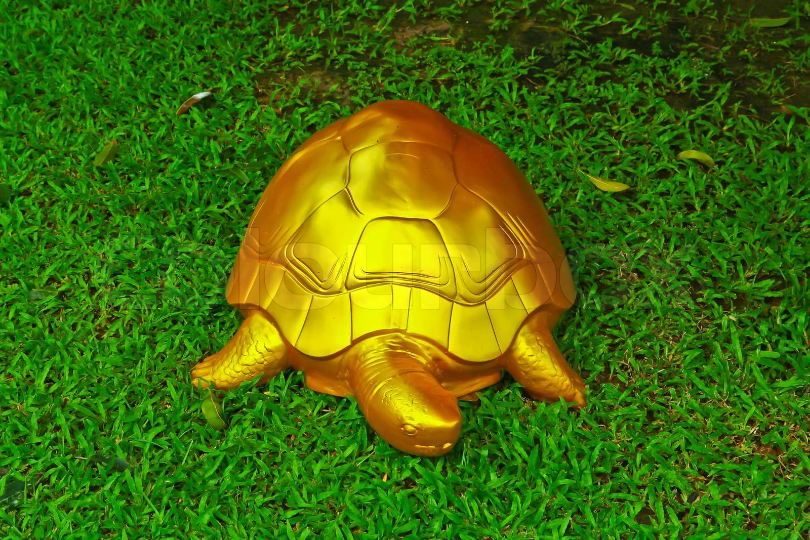 Schildkröte im Garten Stock Bild Colourbox