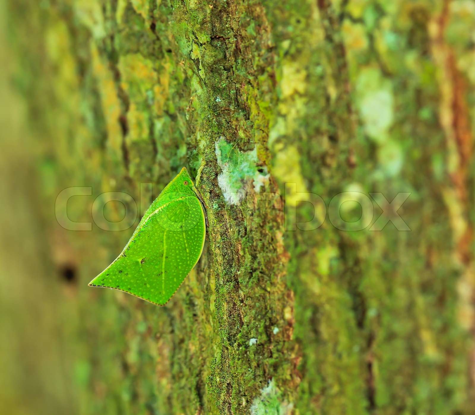 Leaf insects | Stock image | Colourbox