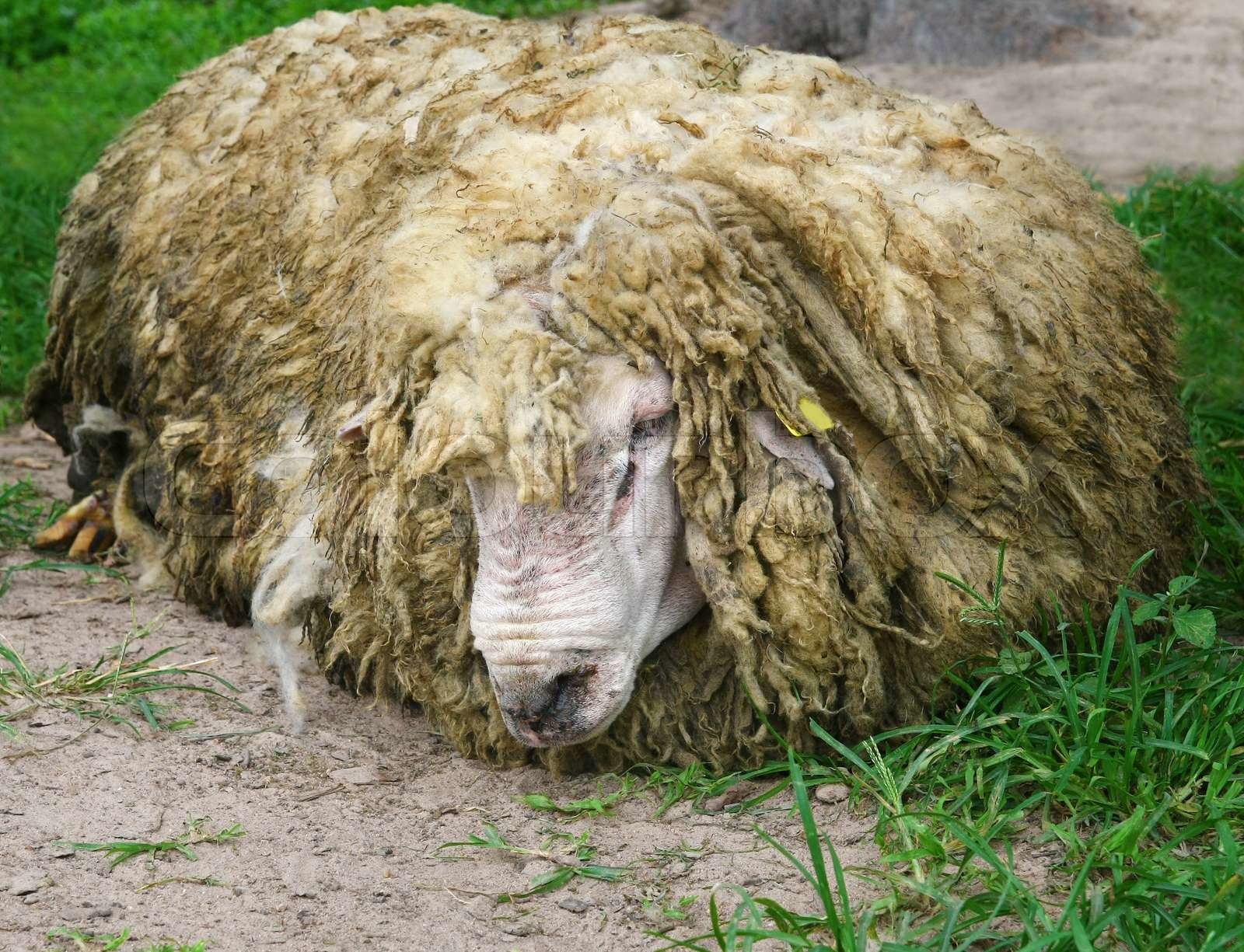 gamle får Stock foto Colourbox