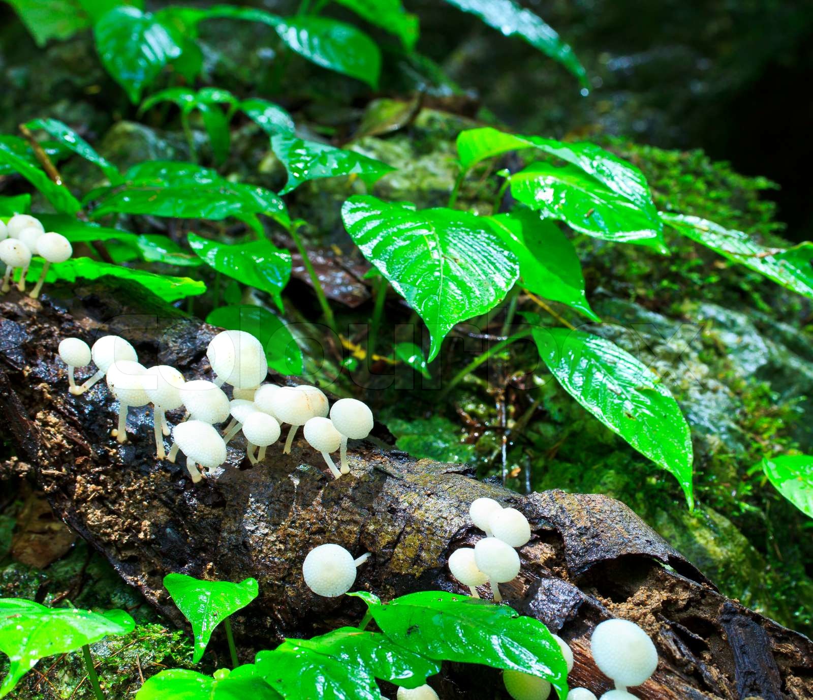 White mushrooms in Tropical zone Rainforest thailand Stock image