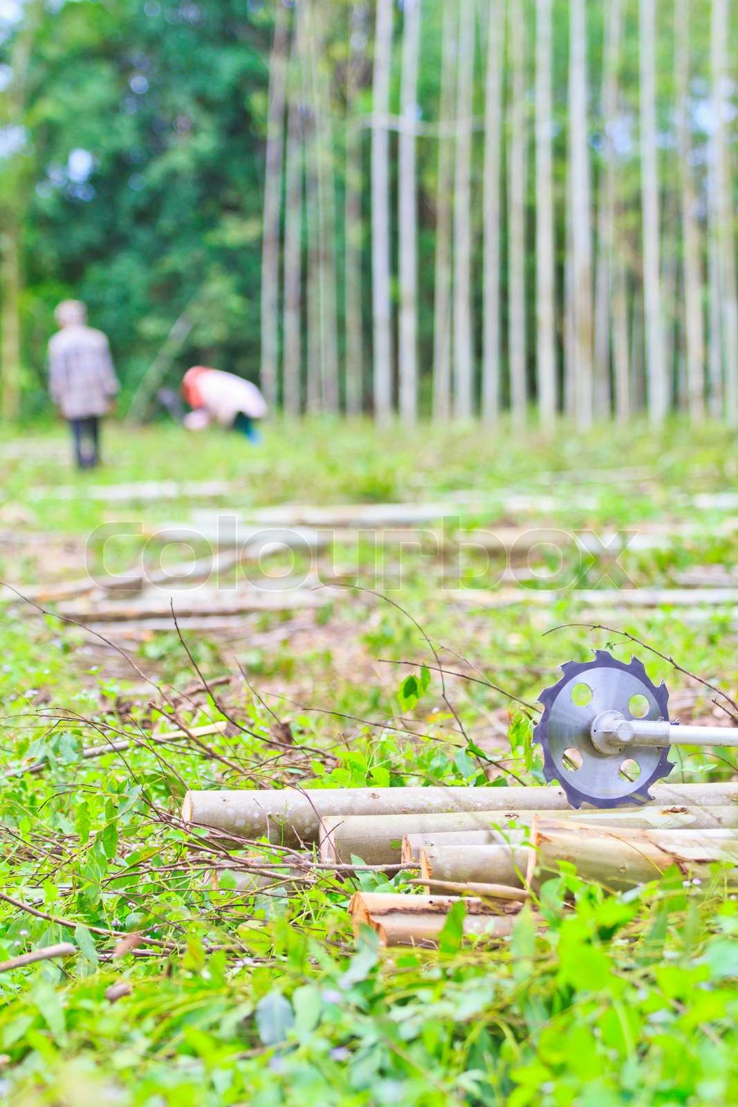 saw-to-cut-wood-sawing-machine-eucalyptus-eucalyptus-stock-image