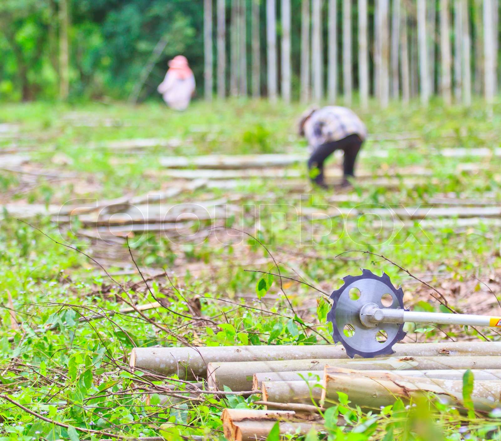 saw-to-cut-wood-sawing-machine-eucalyptus-eucalyptus-stock-image