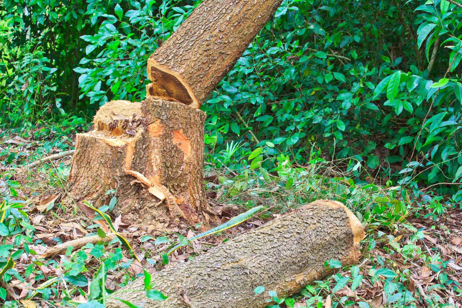 Baumstümpfe und gefällte Wald Abholzung | Stock Bild | Colourbox