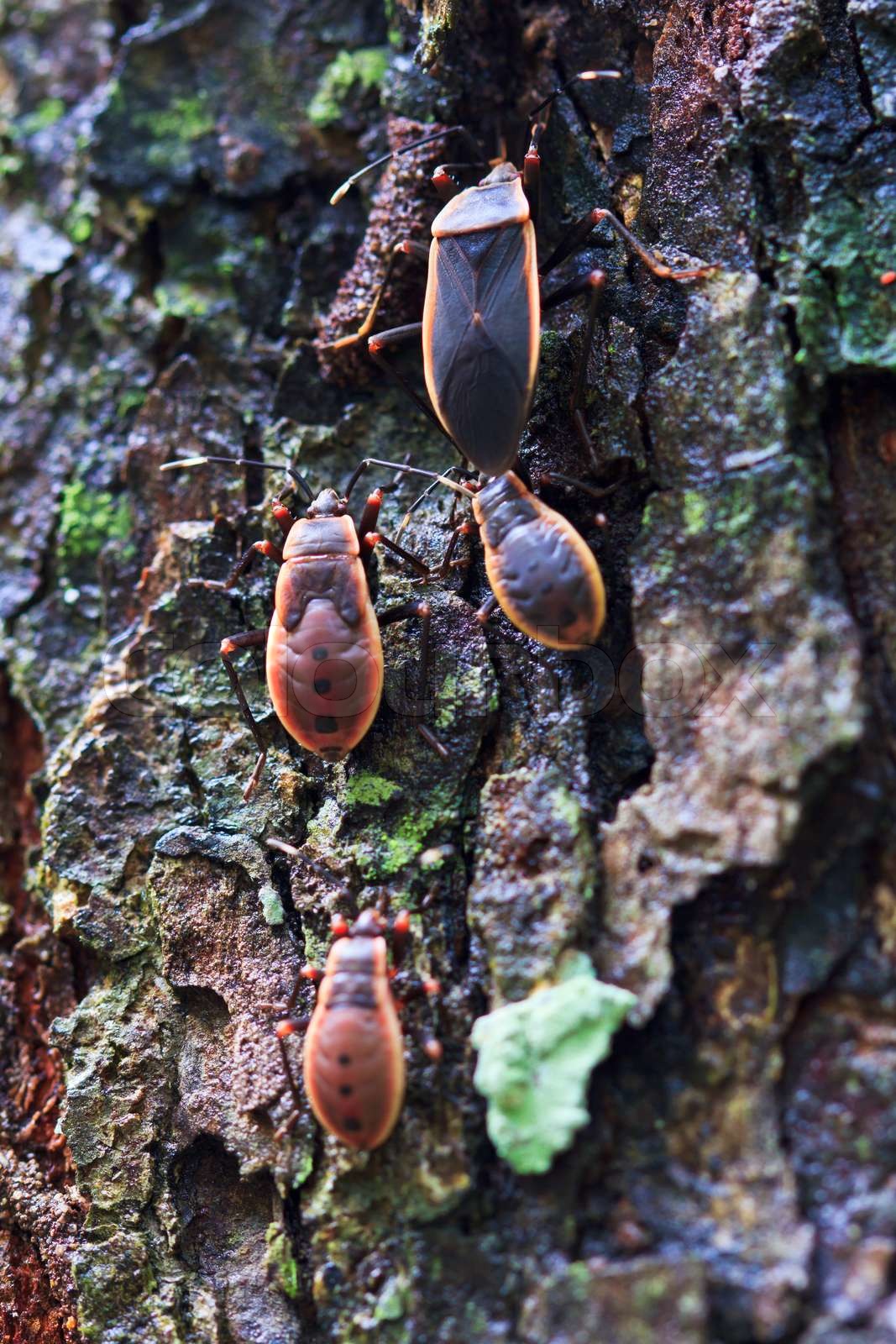 Kapok bug, Probergrothius nigricornis Rainforest Insects in Thailand ...