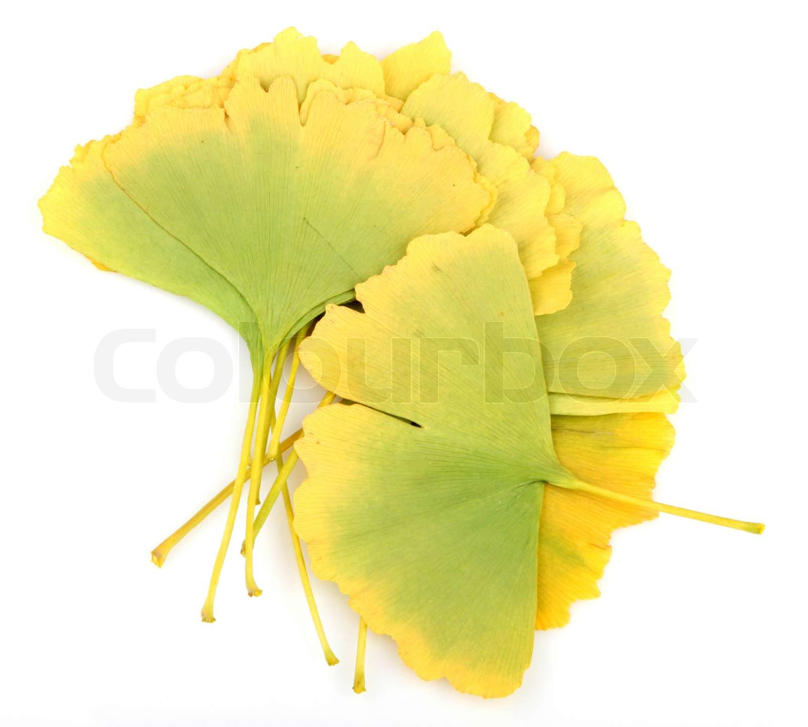 Ảnh từ Bing