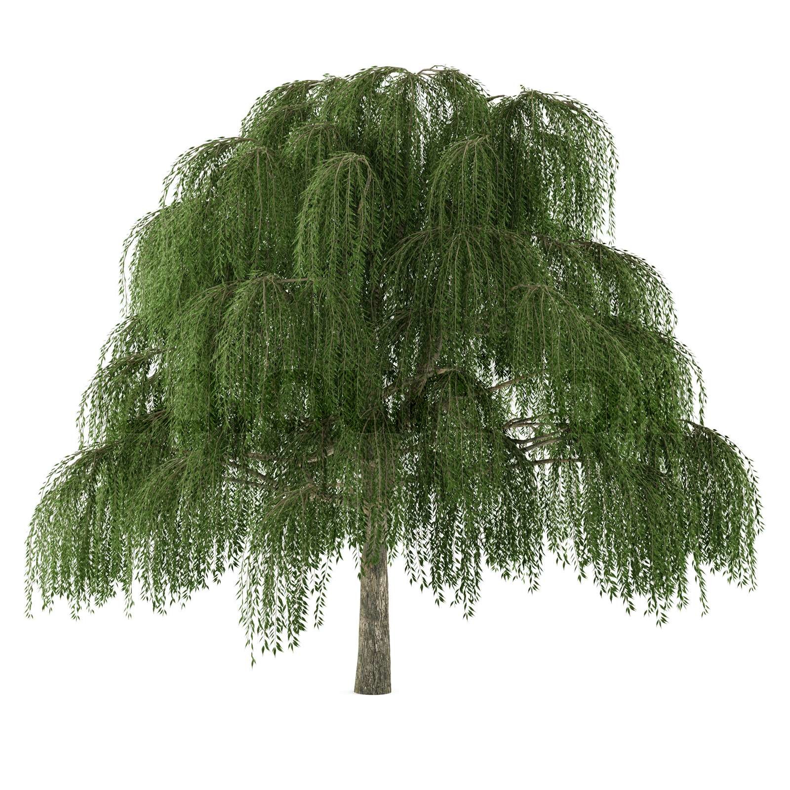 Træ isoleret Salix pil | Stock foto | Colourbox