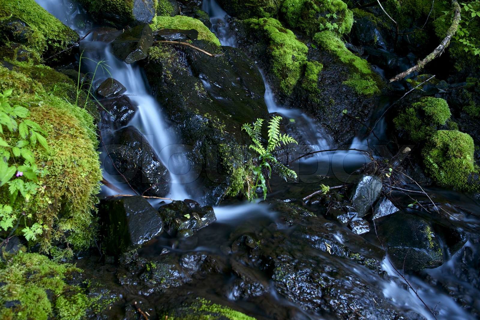 Mossy Creek Stock image Colourbox