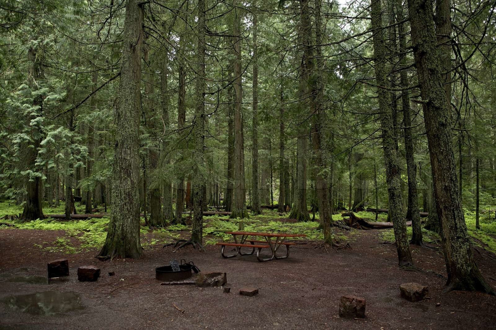 Mossy Forest Campground Stock foto Colourbox