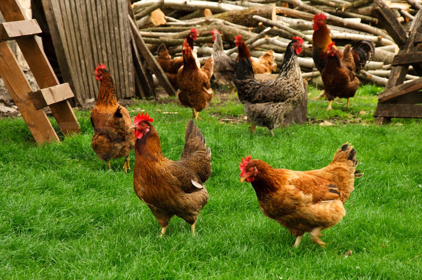 Huhn auf dem Bauernhof Stock Bild Colourbox