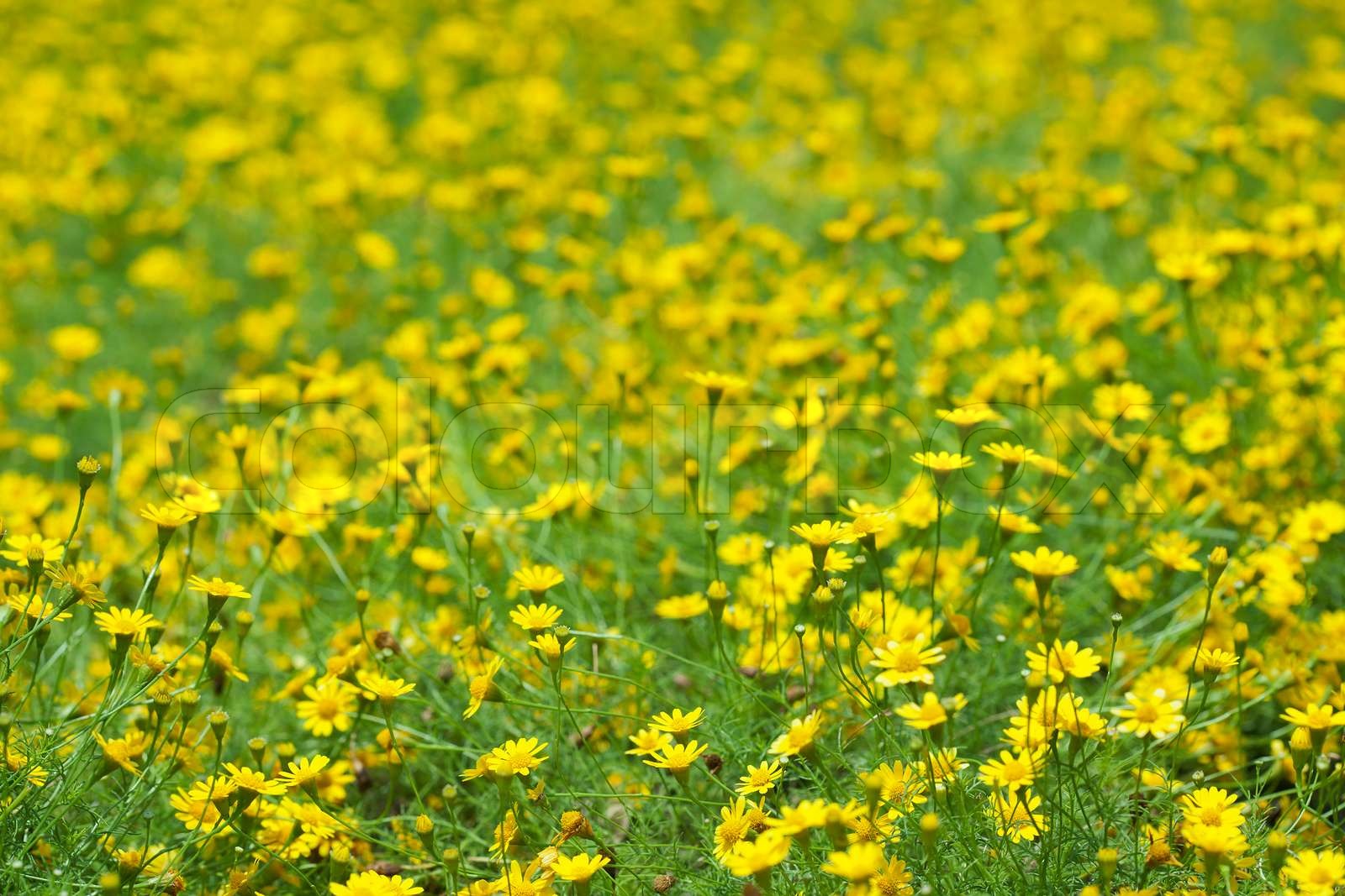 Creeping Daisy | Stock image | Colourbox