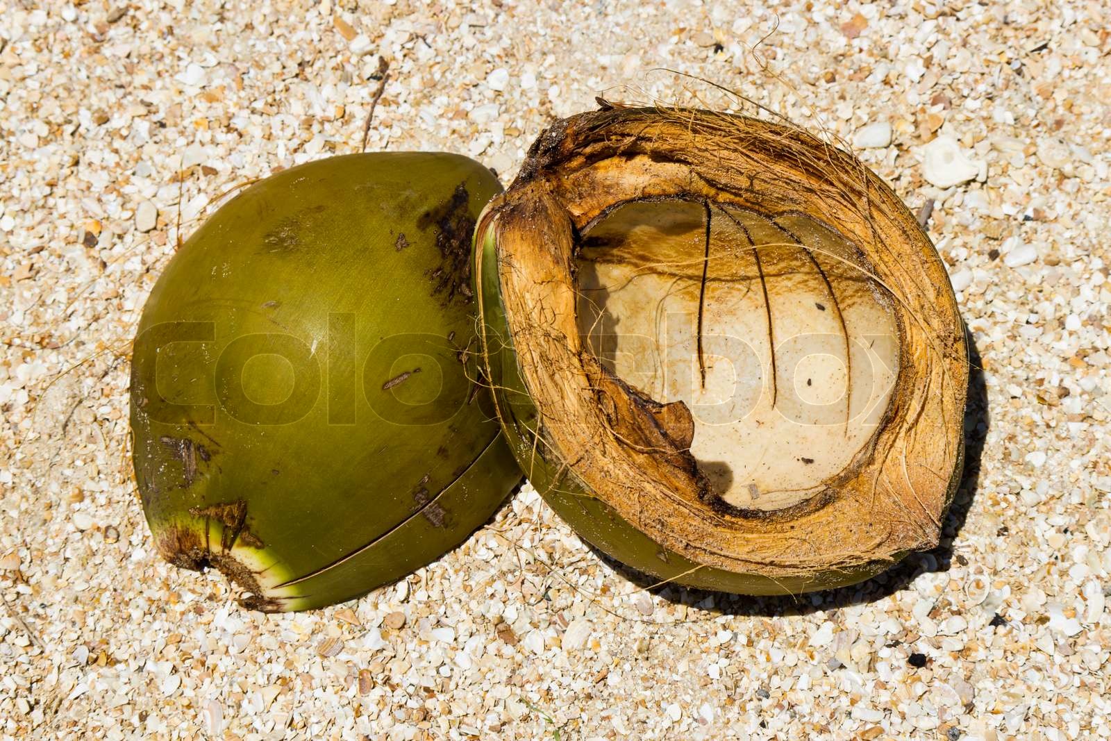 Coconut på stranden Stock foto Colourbox