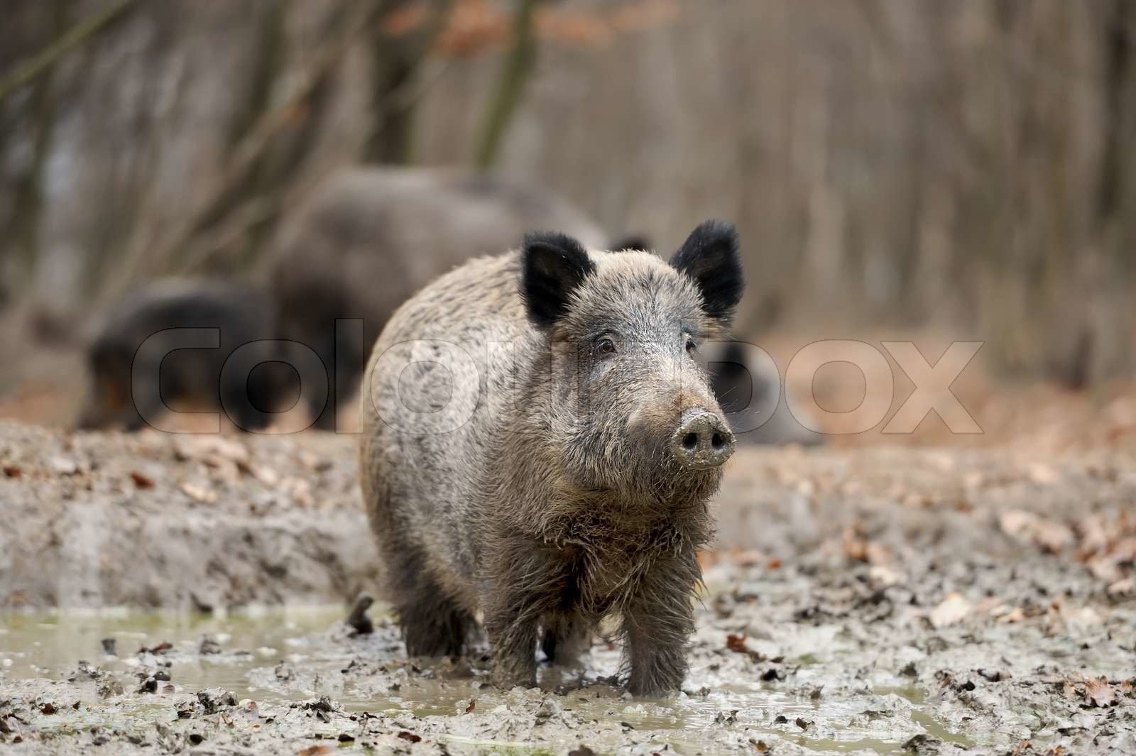 Vildsvin Stock Foto Colourbox Vildsvin Stock Foto Colourbox