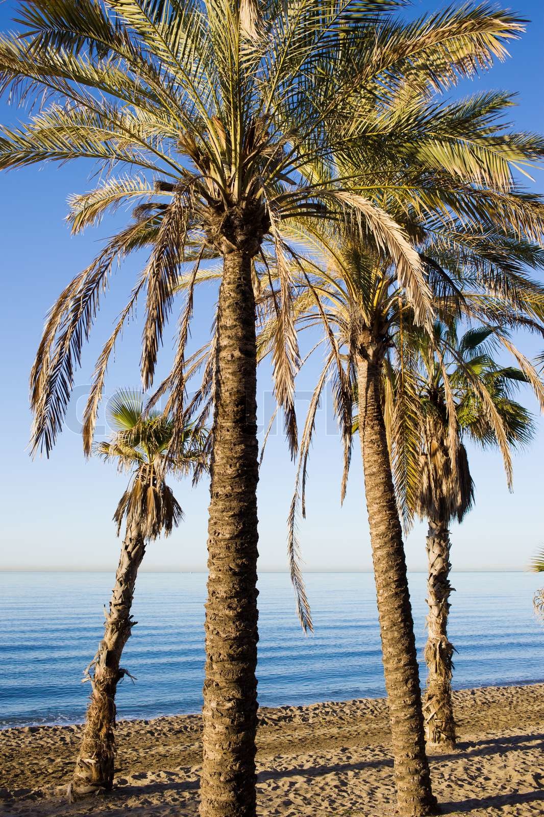 palm-trees-on-a-beach-in-marbella-andalusia-region-costa-del-sol