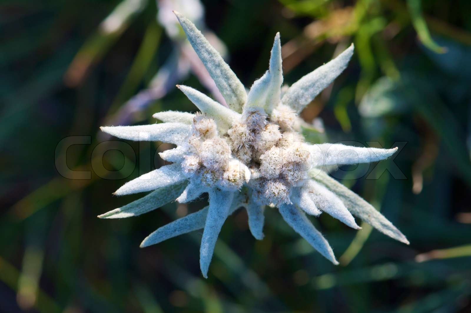 Edelweiss | Stock Bild | Colourbox