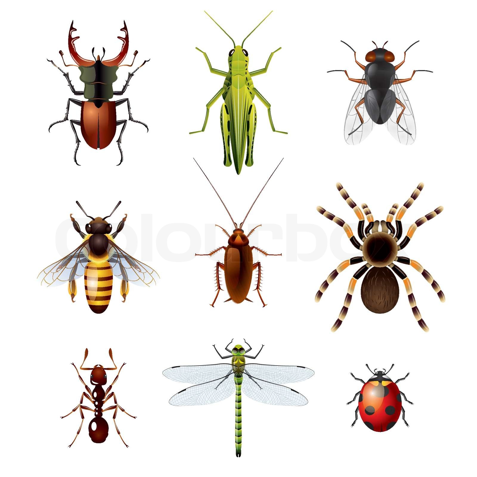 Set of insects on white background | Stock vector | Colourbox