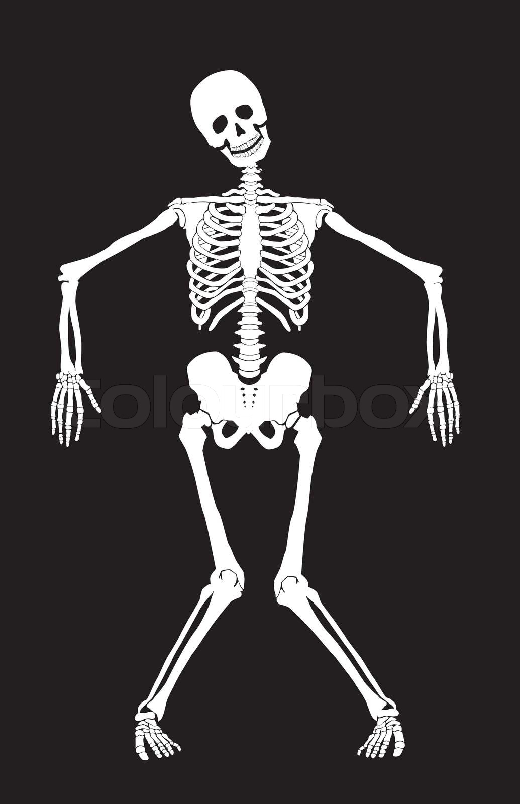 Skeleton | Stock vector | Colourbox