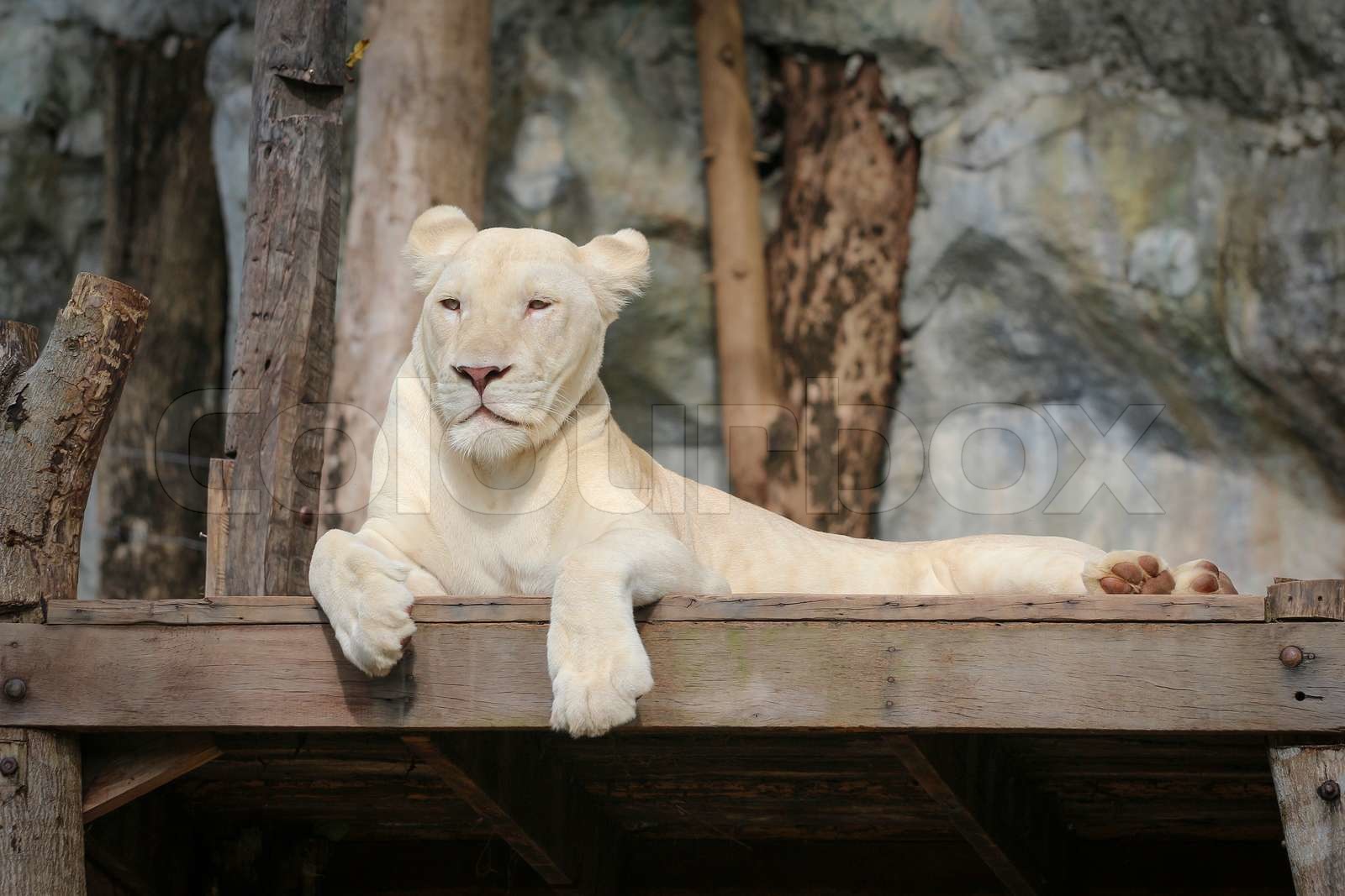 White leo Stock image Colourbox