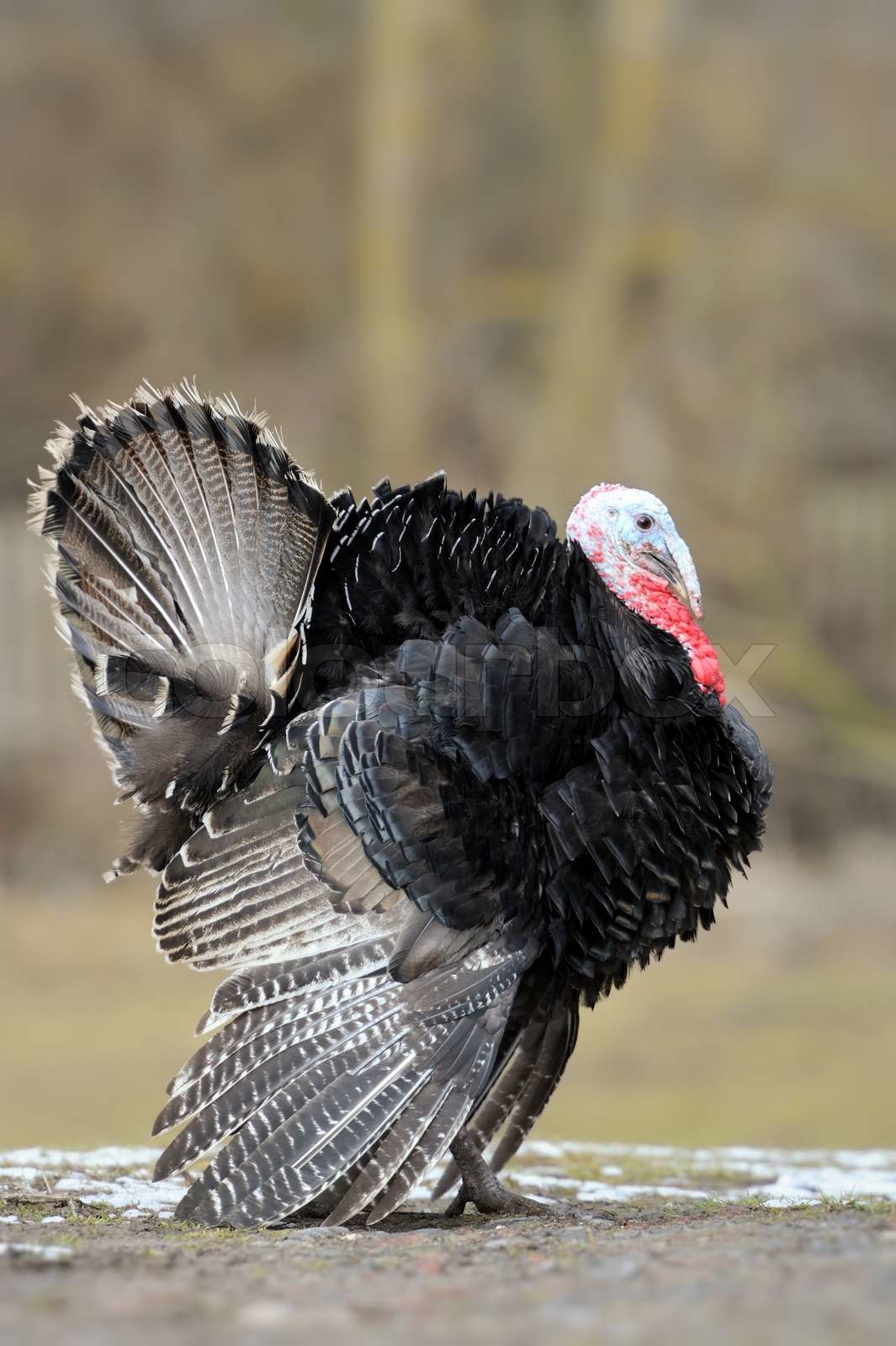 Turkey-cock | Stock image | Colourbox