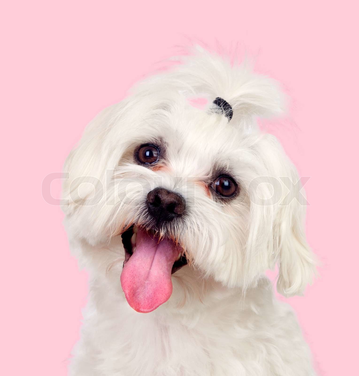 Nice dog with a funny pigtail | Stock image | Colourbox