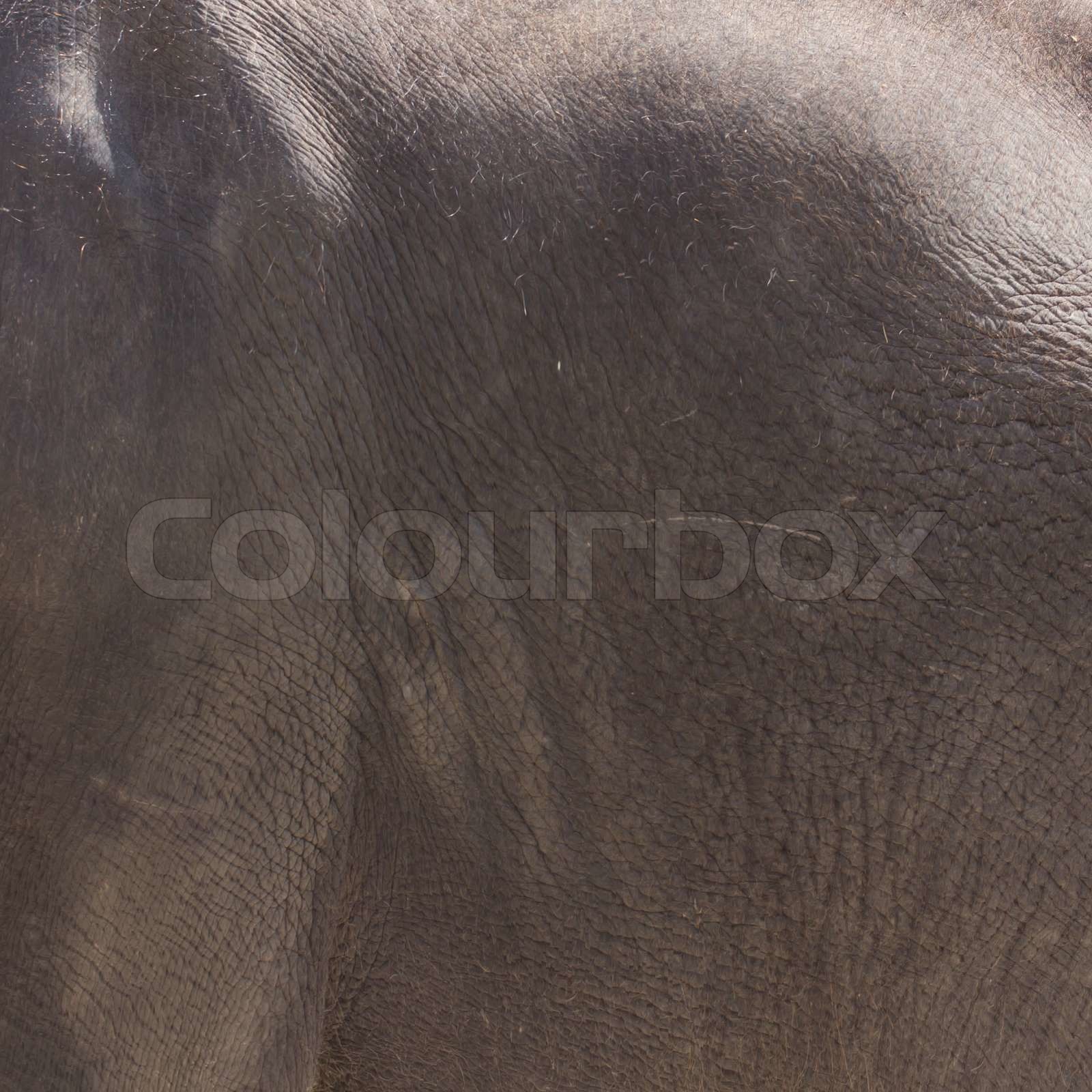 Elefantenhaut | Stock Bild | Colourbox