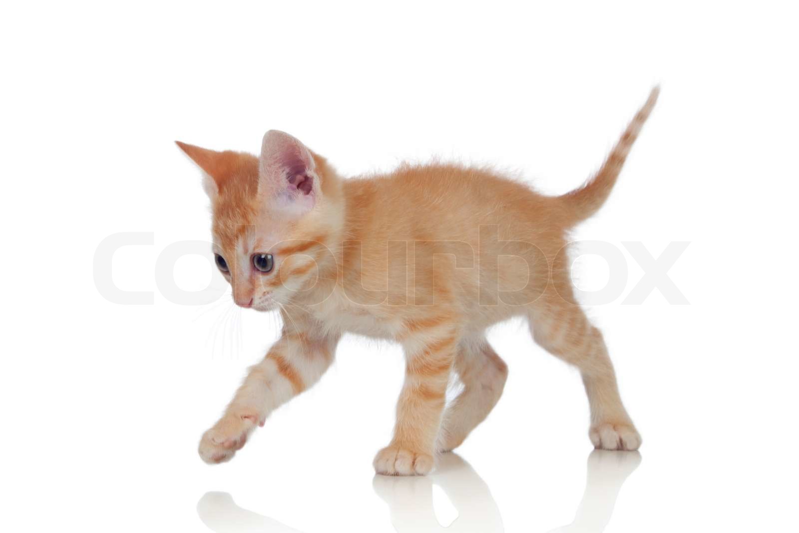 Adorable brown kitten | Stock image | Colourbox
