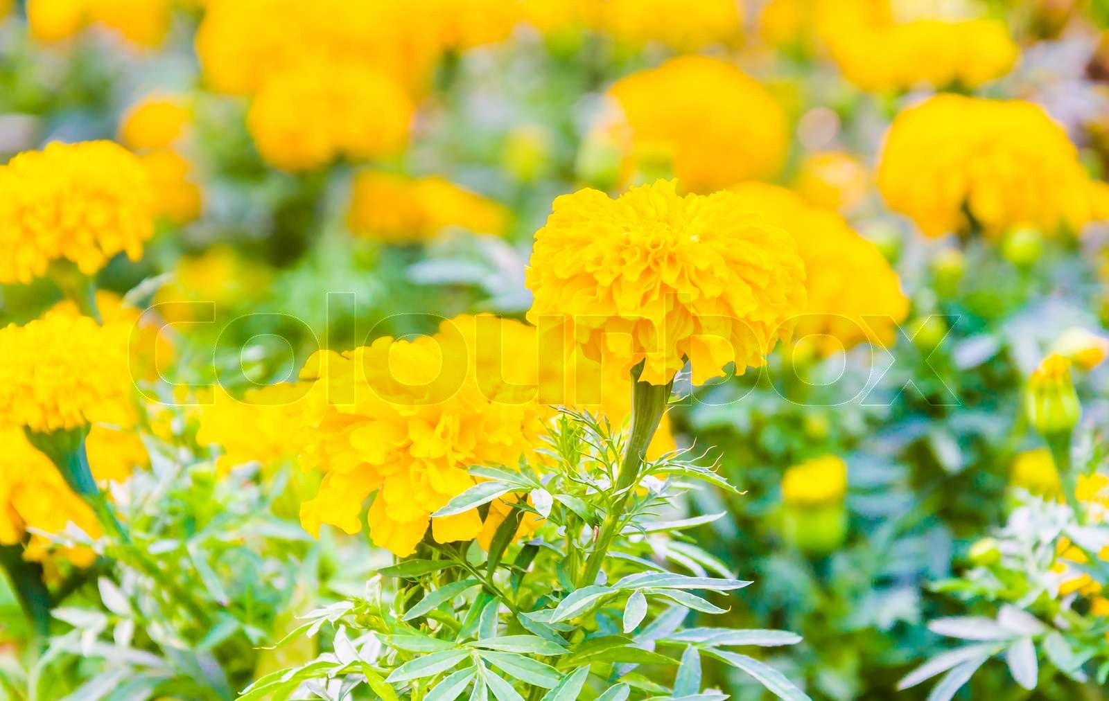 Marigold flower Stock image Colourbox