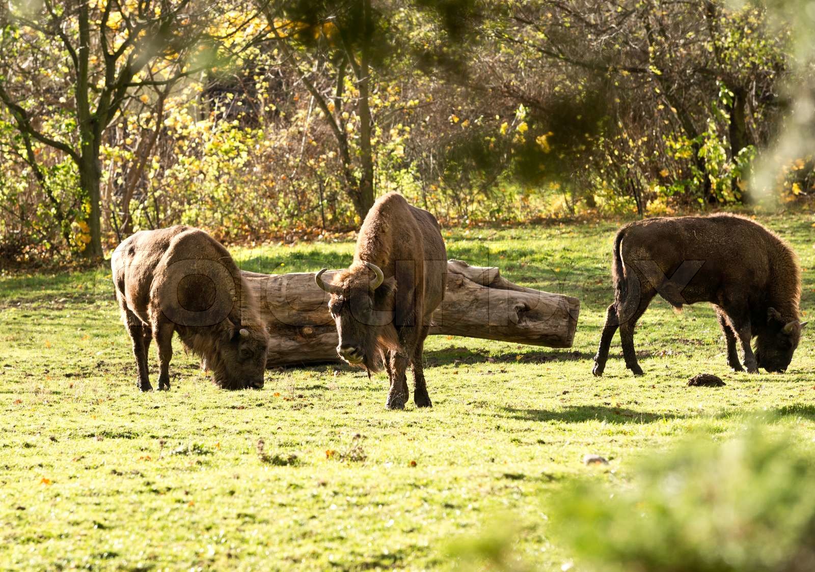 bisons Stock image Colourbox