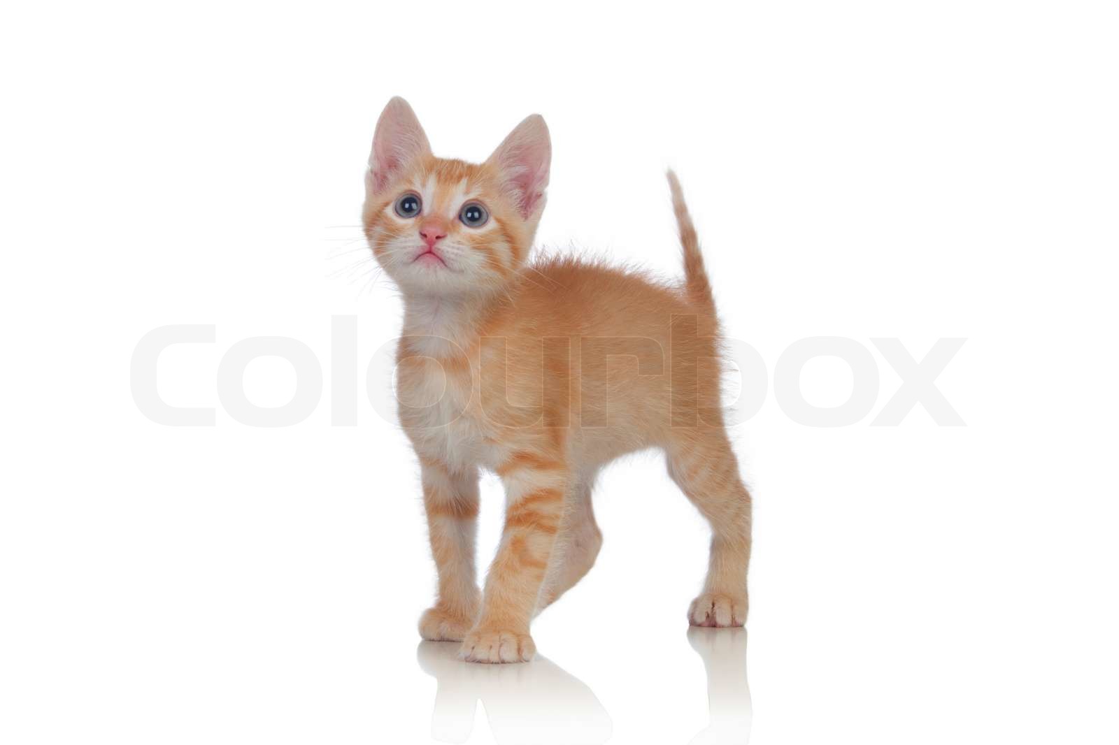 Adorable brown kitten | Stock image | Colourbox
